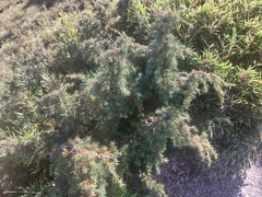Juniperus formosana