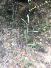 Linum virginianum