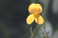 Chapmannia floridana