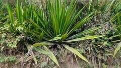 Furcraea