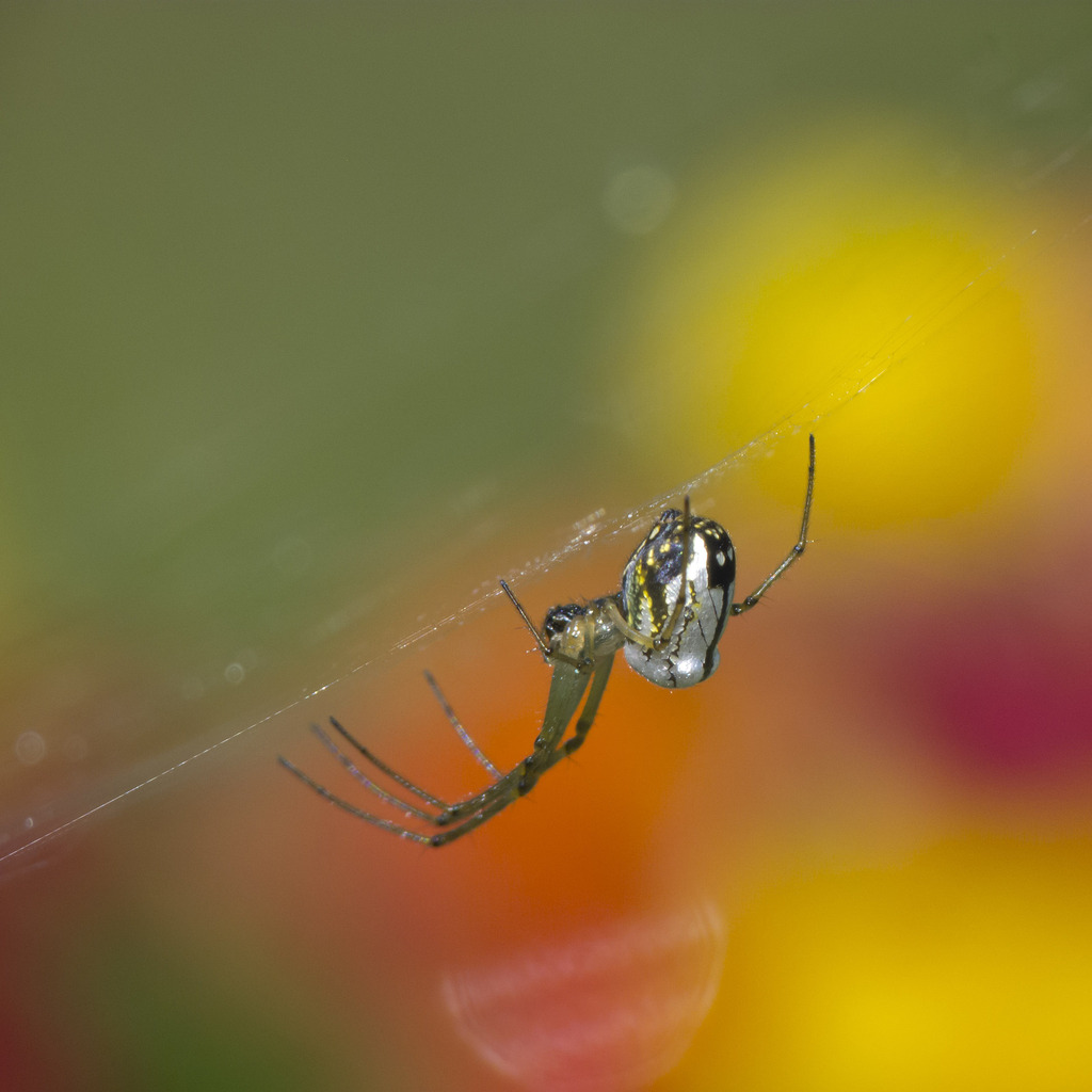Leucauge volupis