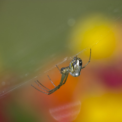 Leucauge volupis