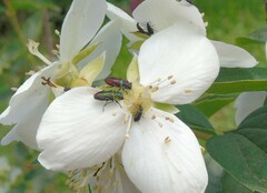 Bilyaxia concinna