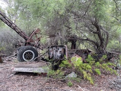 Caustis blakei