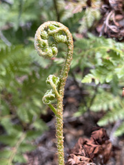 Rumohra adiantiformis