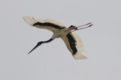 Ephippiorhynchus asiaticus