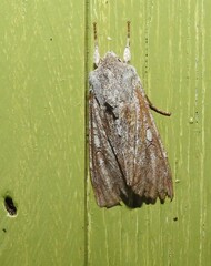 Ichneutica ustistriga