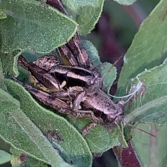 Paraidemona