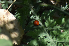 Cycloneda sanguinea