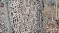 Pseudotsuga menziesii