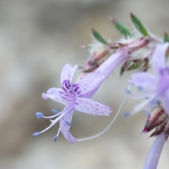 Ipomopsis multiflora