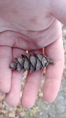 Pseudotsuga menziesii