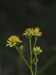 Gutierreziinae