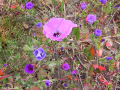 Clarkia tenella