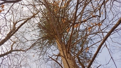 Pseudotsuga menziesii