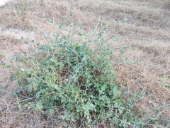 Commicarpus scandens