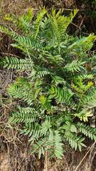 Zanthoxylum rhoifolium