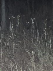 Didelphis virginiana