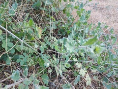 Commicarpus scandens