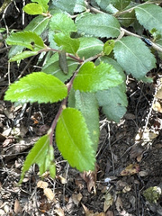 Nothofagus dombeyi