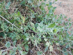 Commicarpus scandens
