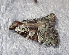 Leuconycta