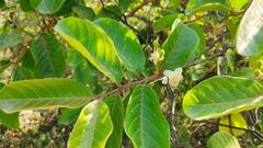 Psidium guajava