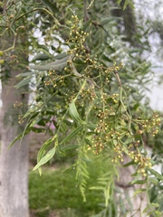 Schinus molle