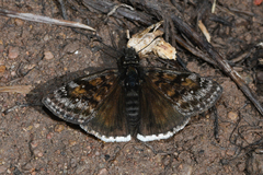 Erynnis pacuvius pacuvius