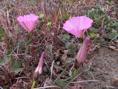 Convolvulus chilensis
