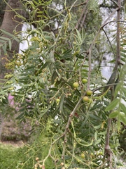 Schinus molle