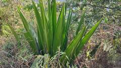 Furcraea
