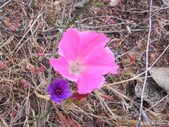 Convolvulus chilensis