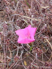 Convolvulus chilensis