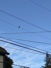 Aphelocoma californica