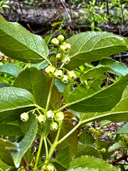 Aristotelia chilensis