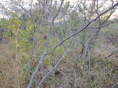 Vachellia campechiana