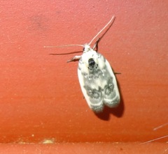 Antaeotricha