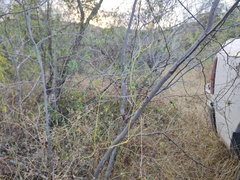 Vachellia campechiana