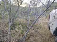 Vachellia campechiana