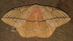 Lonomia