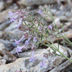 Ipomopsis multiflora
