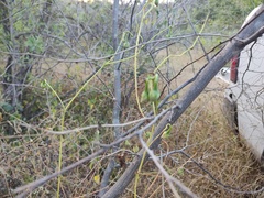 Vachellia campechiana