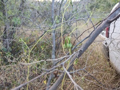 Vachellia campechiana