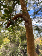 Luma apiculata