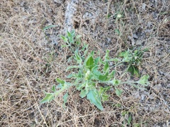 Bebbia atriplicifolia