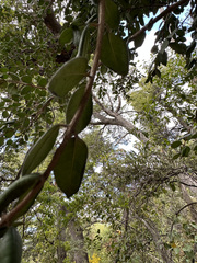 Luma apiculata