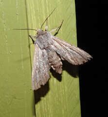 Ichneutica ustistriga