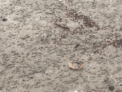 Ocypode gaudichaudii