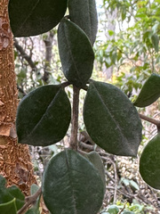 Luma apiculata